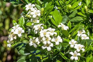 Buis de Chine 
Buis de Chine ou bois-jasmin