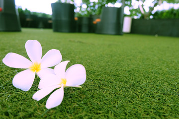 The white flower on the green yard