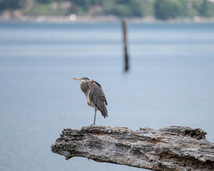 Great Blue Heron Perched on a Log