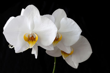 Naklejka na ściany i meble white Orchid flower Phalaenopsis butterfly on a black background