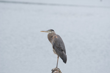 Great Blue Heron Perched on a Log
