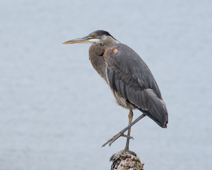 Great Blue Heron Perched on a Log