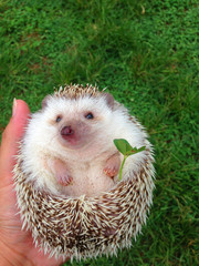 My hedgehog has got a favorite trefoil