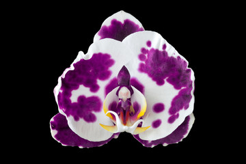 purple Orchid flower Phalaenopsis butterfly on a black background