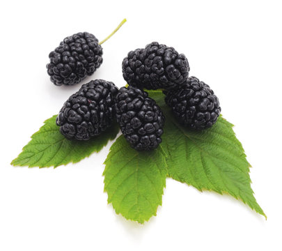 Black mulberry.