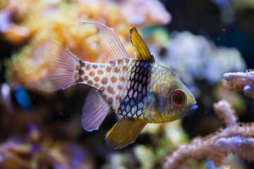 Obraz premium Pajama cardinalfish (Sphaeramia nematoptera).