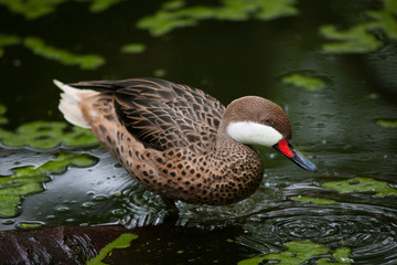 White-cheeked pintail (Anas bahamensis).