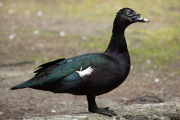 Muscovy duck (Cairina moschata).