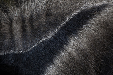 Giant anteater (Myrmecophaga tridactyla). Skin texture.