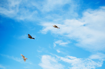 Three birds flying in the blue sky among the clouds