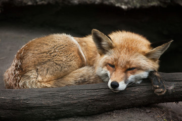 Red fox (Vulpes vulpes).