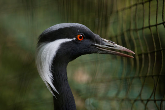 Demoiselle crane (Anthropoides virgo).