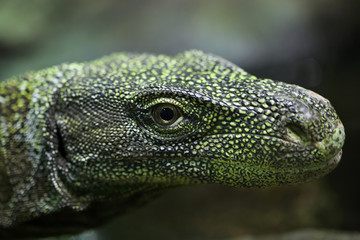 Crocodile monitor (Varanus salvadorii)