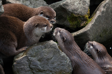 Oriental small-clawed otter (Amblonyx cinerea)