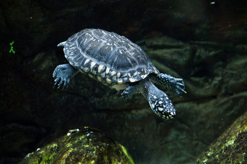 Black pond turtle (Geoclemys hamiltonii)