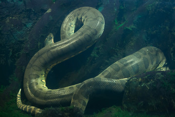 Green anaconda (Eunectes murinus). - obrazy, fototapety, plakaty