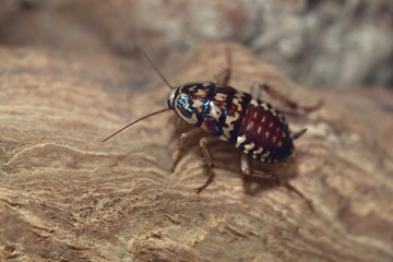 Harlequin cockroach (Neostylopyga rhombifolia).