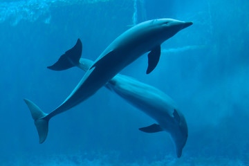 Obraz na płótnie Canvas Common bottlenose dolphin (Tursiops truncatus).