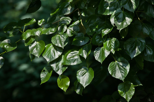 Caucasian linden (Tilia euchlora)