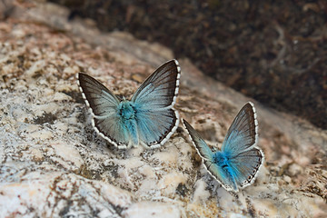 Fototapeta na wymiar Pair of Chalkhill blue (Polyommatus coridon) butterfly