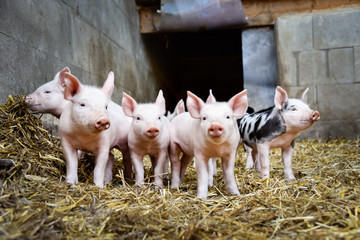 Ferkel im Strohstall, kuriose Formation