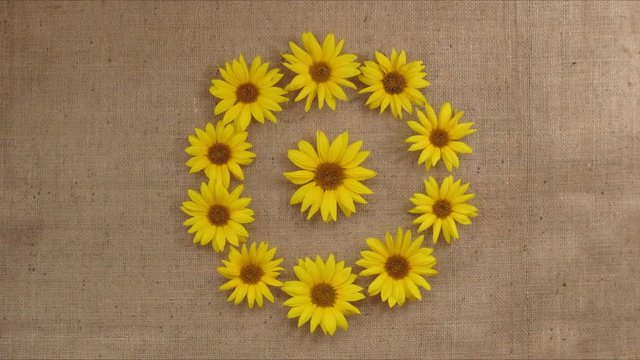 Sunflowers pattern appears. Stop motion time lapse animation