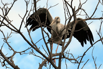 Image of stork perched on tree branch