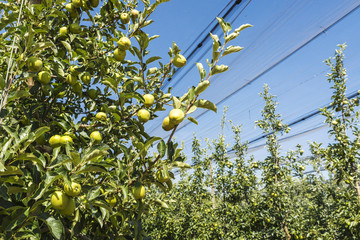 Rows of apple trees with protective nets © jordi2r