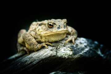 Crapaud commun sur un tronc d'arbre en sous bois