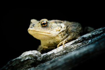 Crapaud commun sur un tronc d'arbre en sous bois