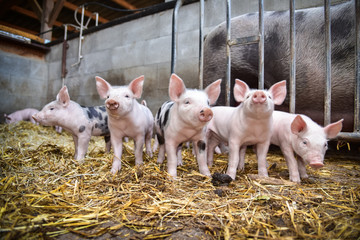 Bioschweine - 5 neugierige Ferkel im Strohstall
