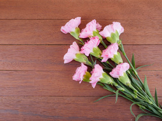 Sweet pink Carnation flower 6