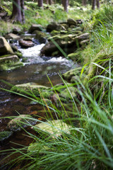 Bach im Wald.