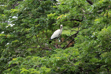 Image of stork perched on tree branch.