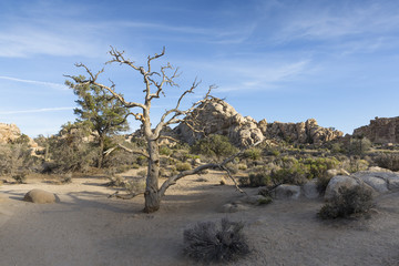 toter Baum im Joshua Tree National Park, California, USA