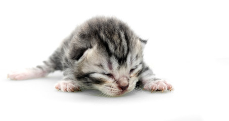 Cute American shorthair cat kitten with copy space
