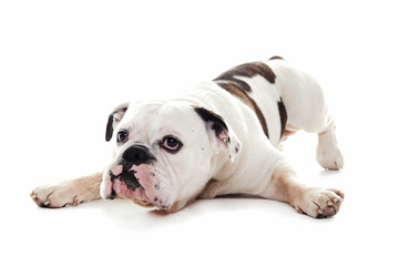 bull dog lying in white studio