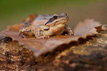 Grenouille agile en sous bois
