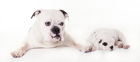 two bull dogs lying in studio