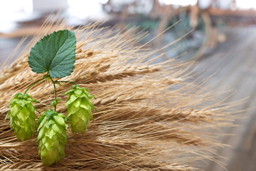hop cones and sheaf of barley in th eold barn