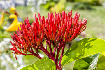 Ixora rouge
Ixora rouge à l'île de la Réunion.