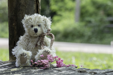 Teddy Bear sitting on wood,