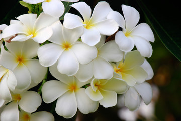 Obraz premium beautiful Flowers of White