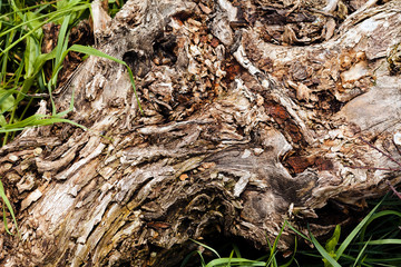 tree bark