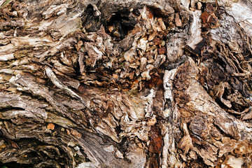 tree bark