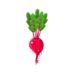 Fresh Beetroot Primitive Realistic Illustration