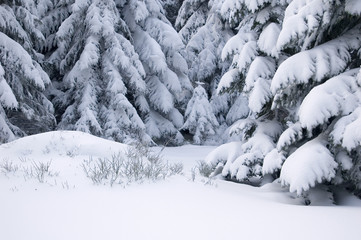 Pine trees covered with snow.