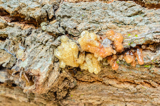 Closeup background photo of texture of old and dry tree bark of