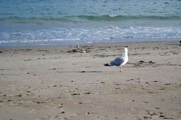 Seagull on the sand at a beach in front of the ocean