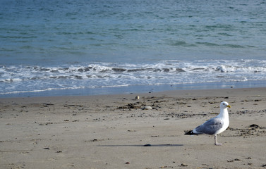 Seagull on the sand at a beach in front of the ocean